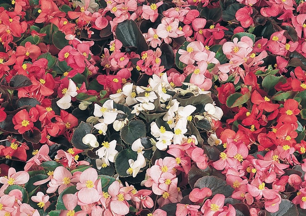 Begonia-Semperflorens 