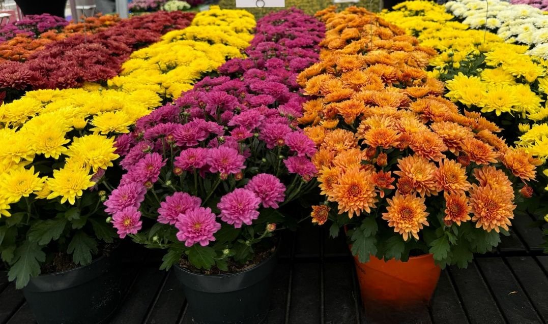 Chrysanthemum 