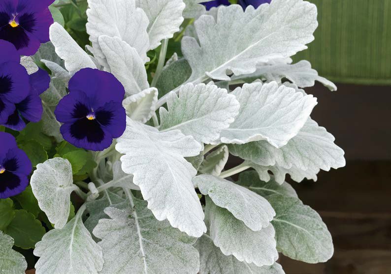 Cineraria