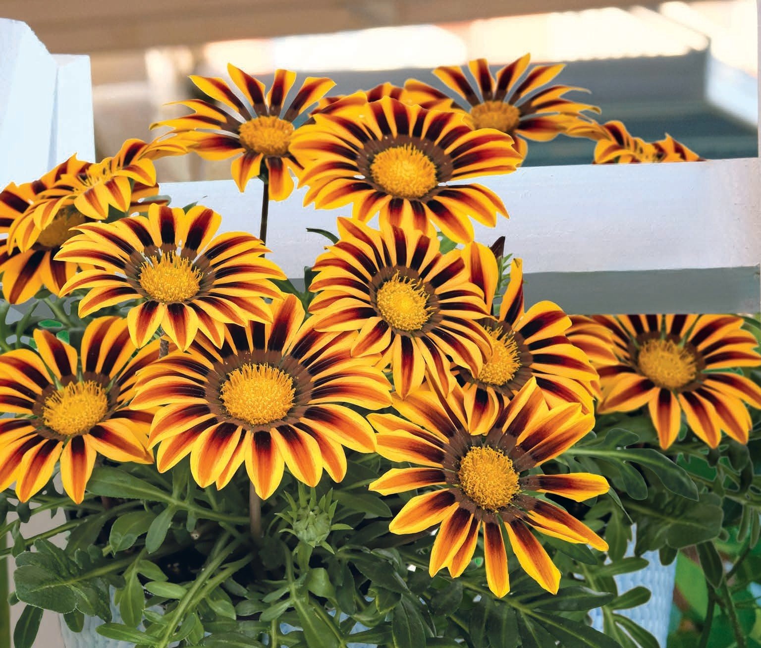 Gazania