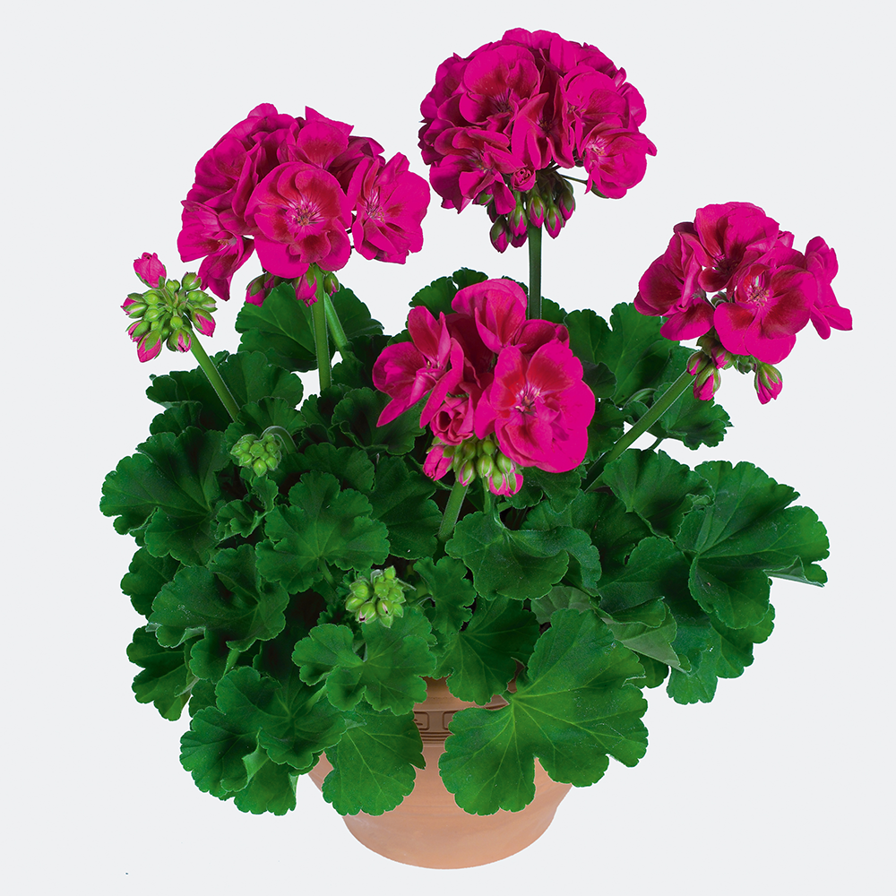 Geranium