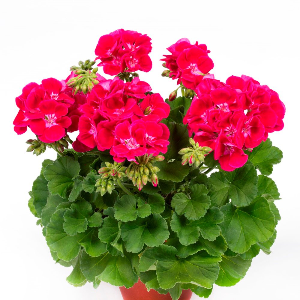Geranium