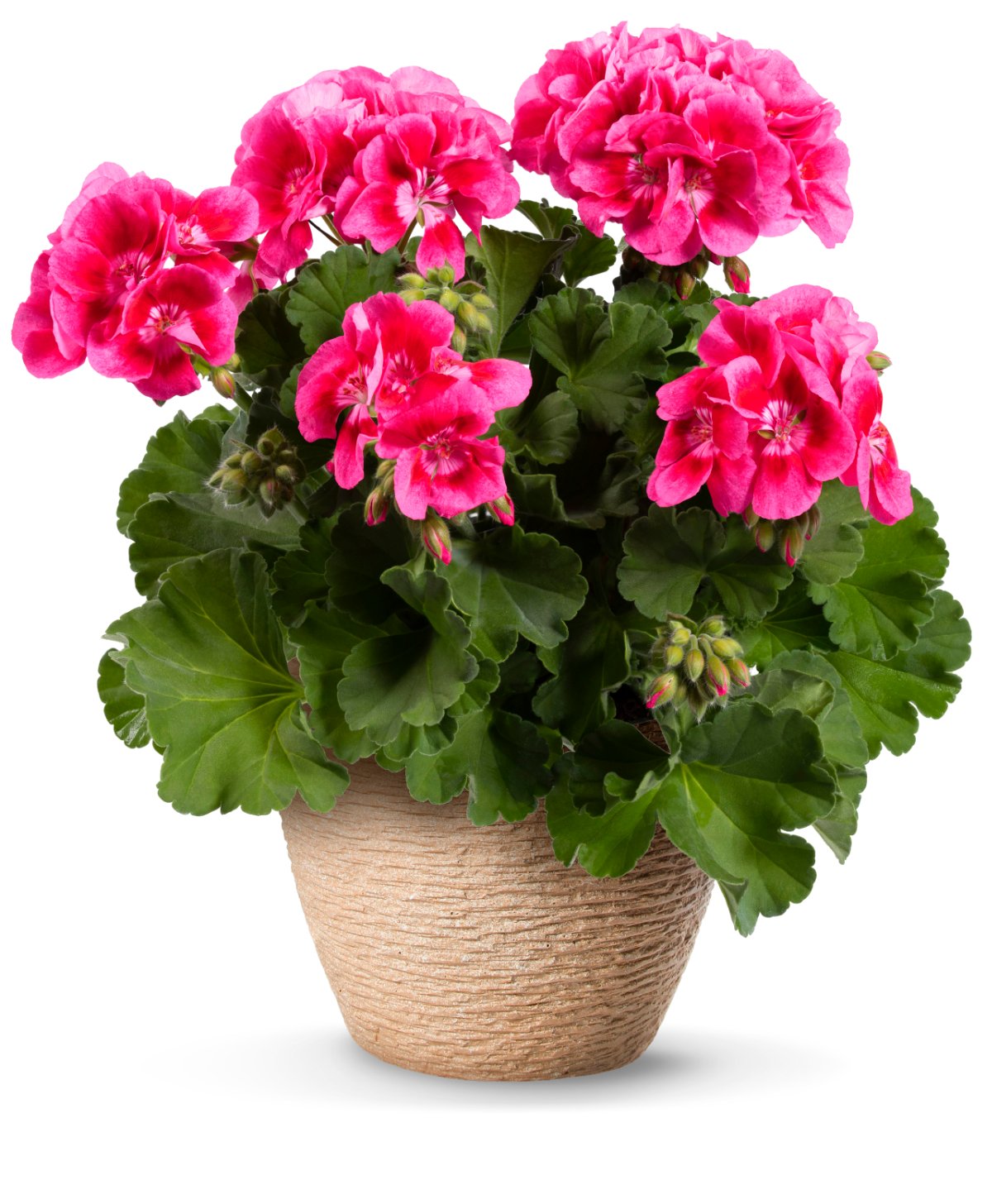 Geranium
