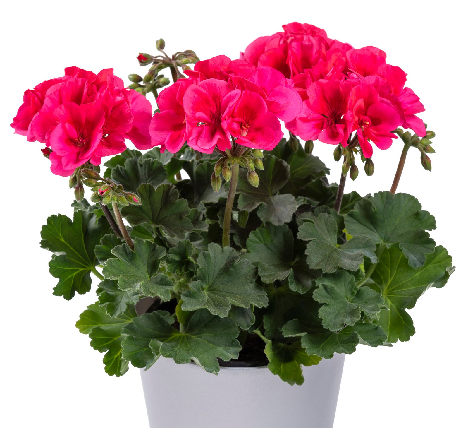 Geranium
