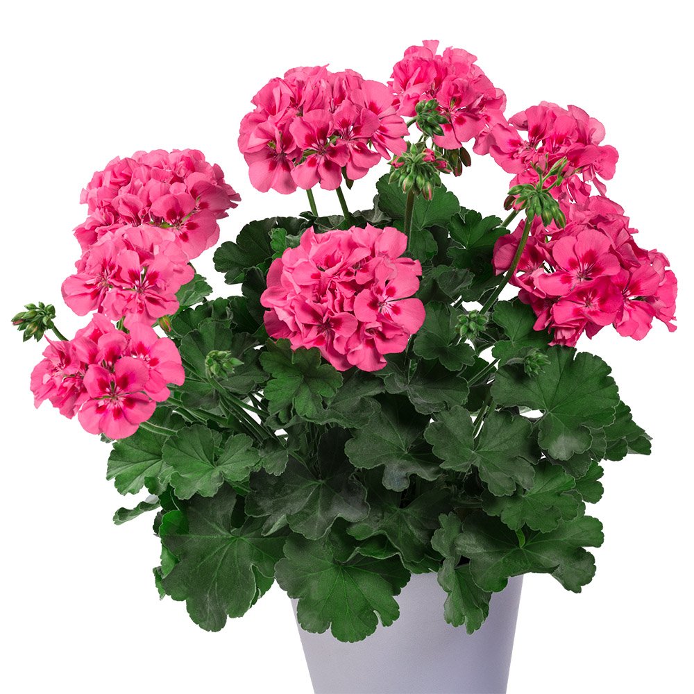 Geranium