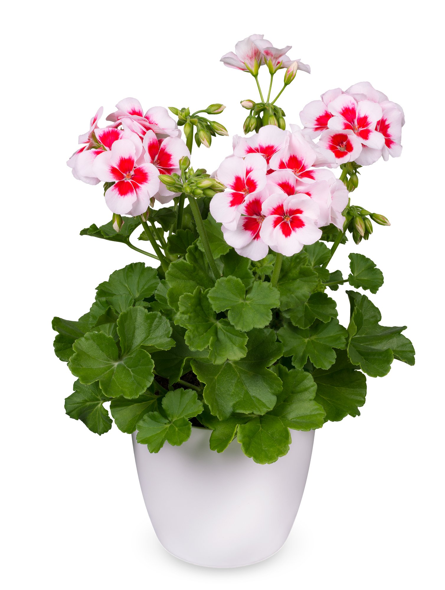 Geranium