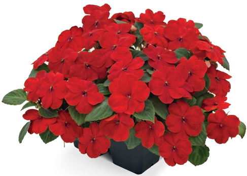 Impatiens wal 