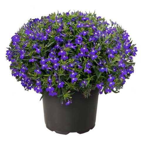 Lobelia erinus