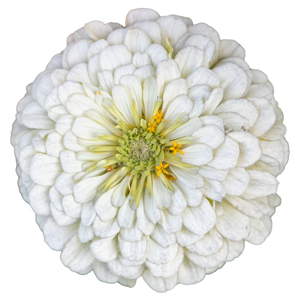 Zinnia Small