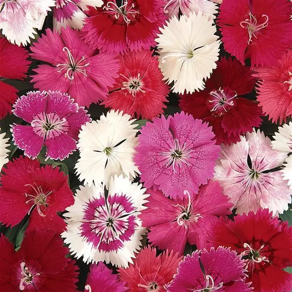 Dianthus