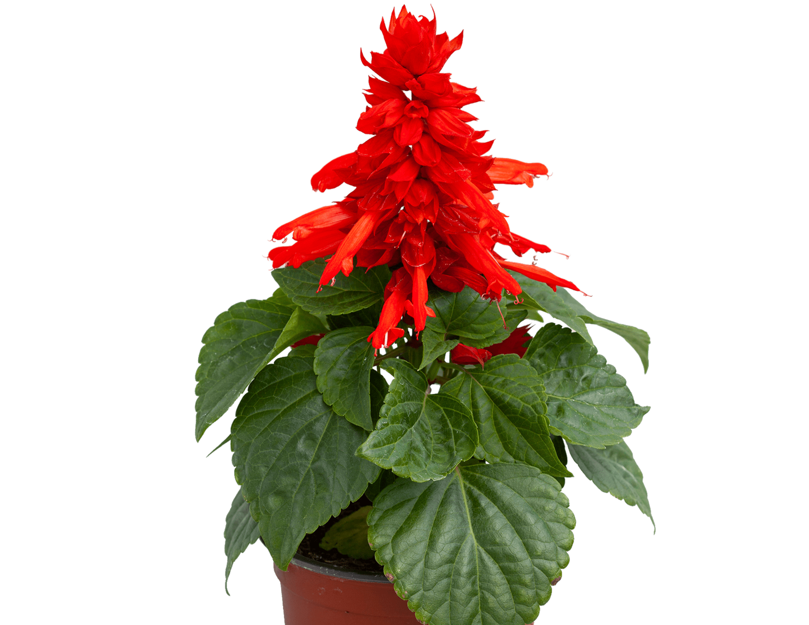 Salvia